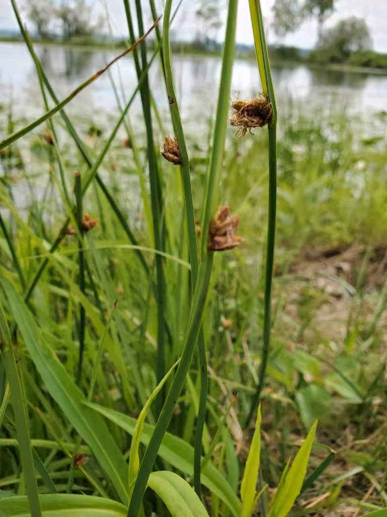 Scirpe piquant, En fleurs