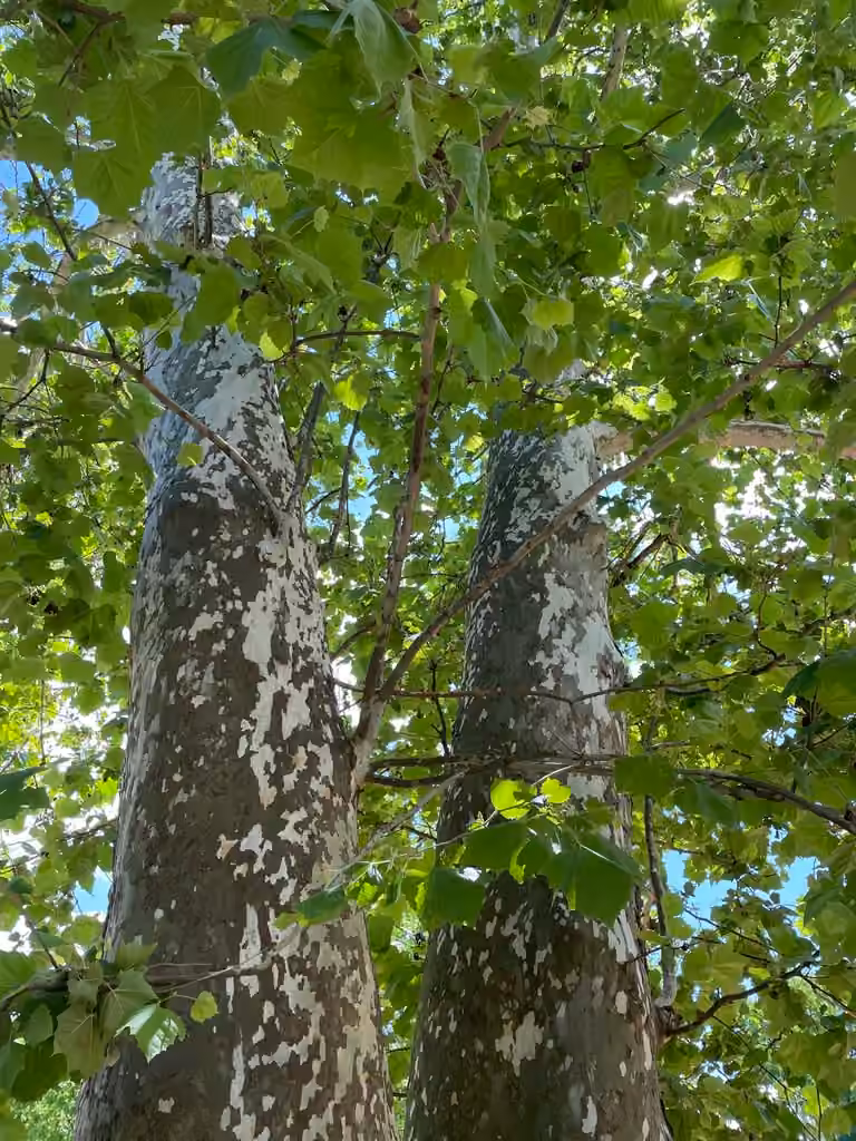 Platane occidental