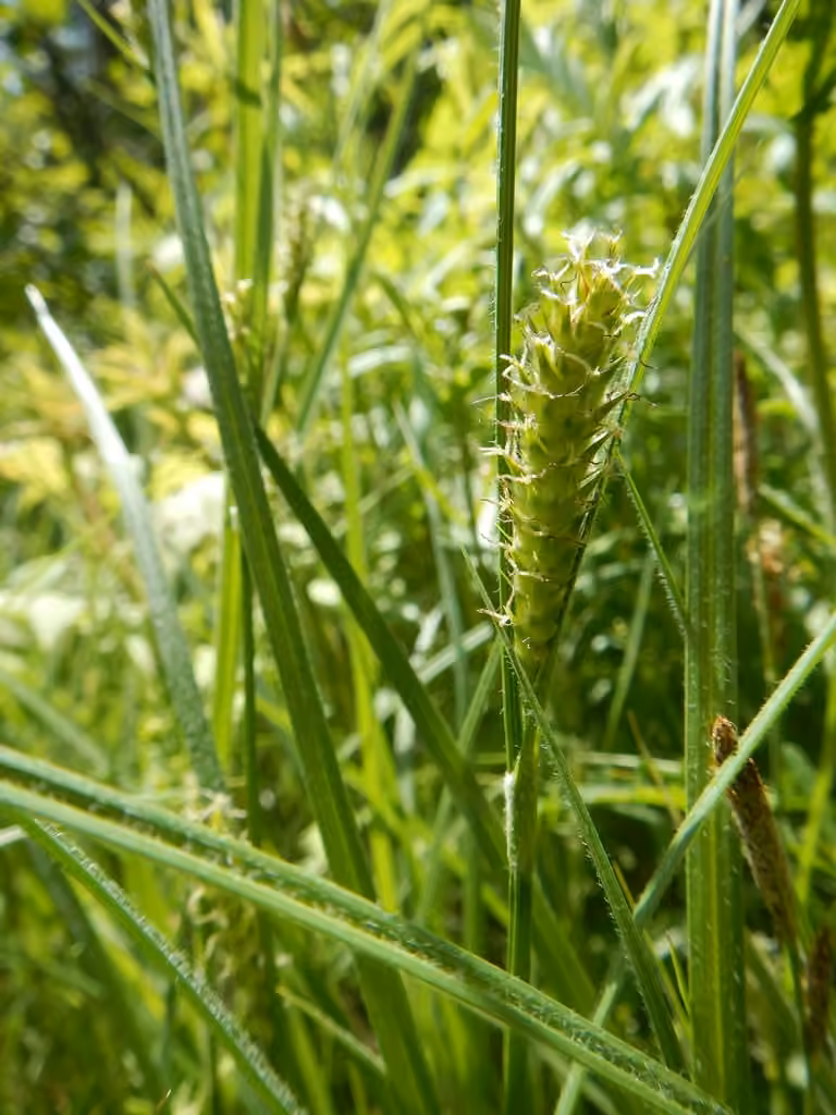 Carex hérissé, photo 1 sur 5