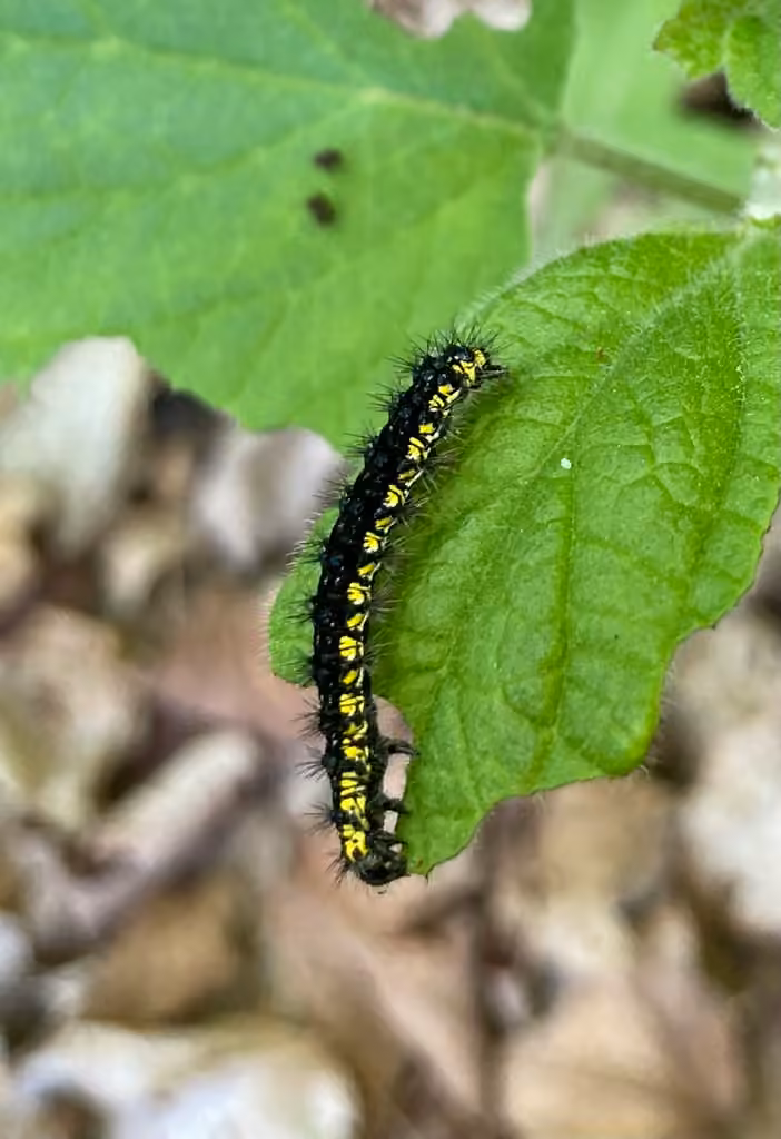 Neighbor Moth, Chenille