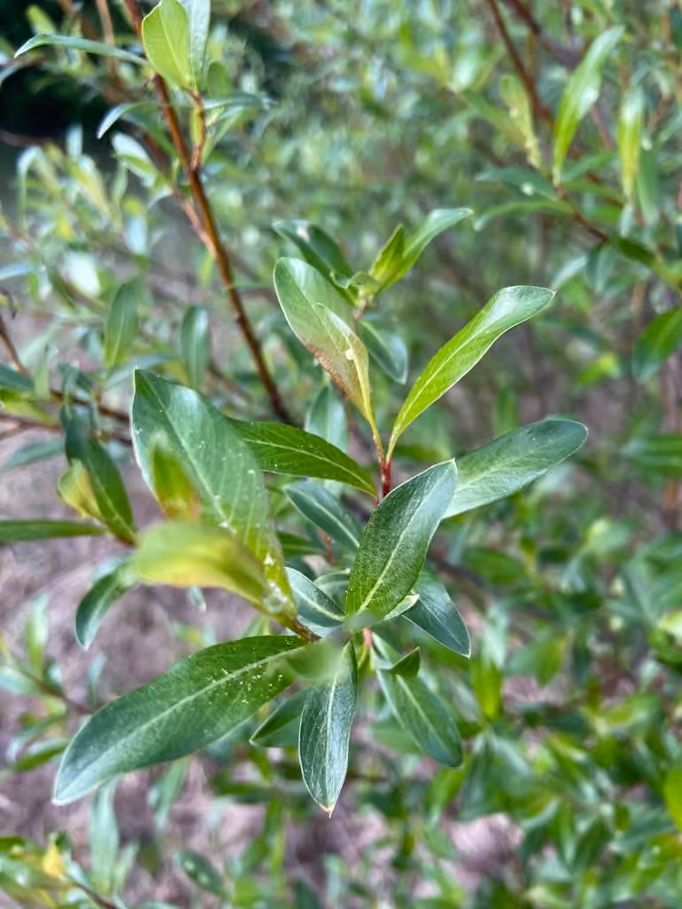 Tea-leaf willow