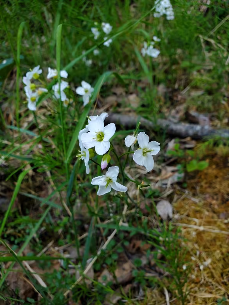 Cardamine à feuilles étroites, photo 1 sur 5