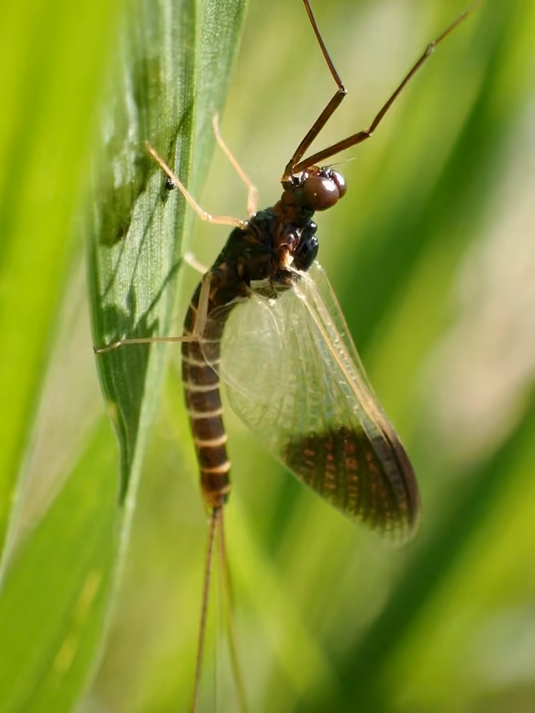 Cloudy prong-gilled mayfly, Adult