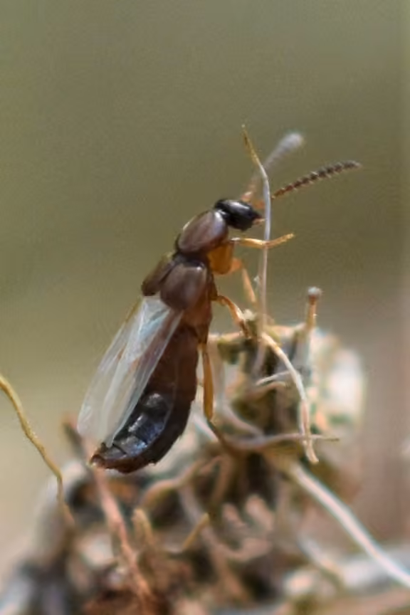 Rove beetle, Adult