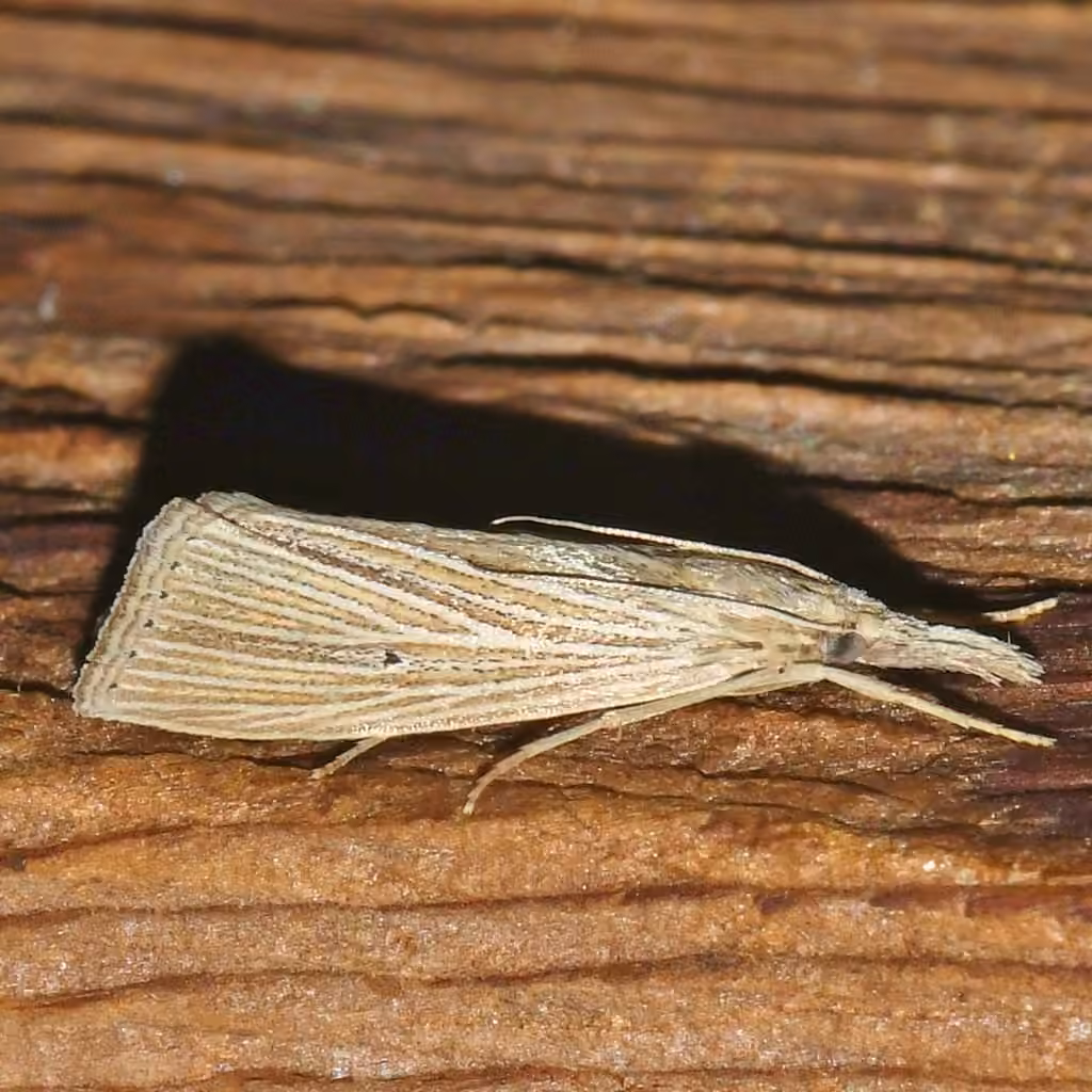 Wainscot Grass-veneer, photo 1 of 5