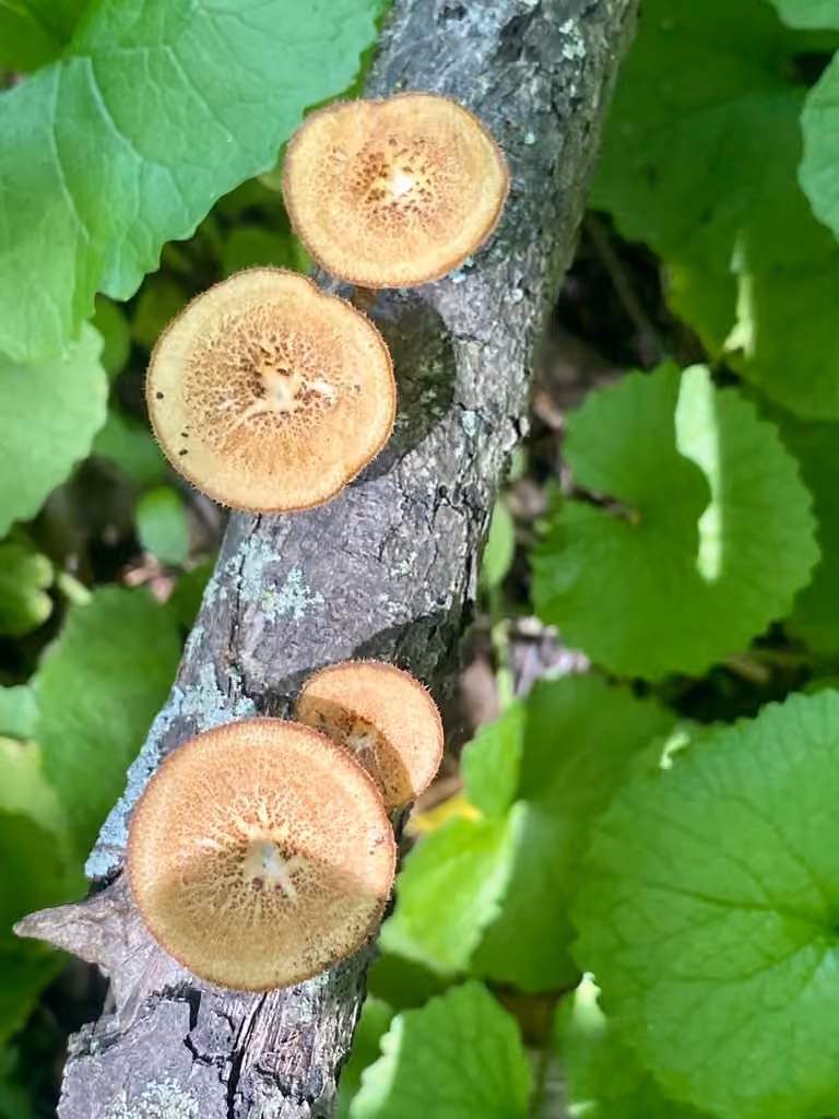 Polypore alvéolé, photo 2 sur 5