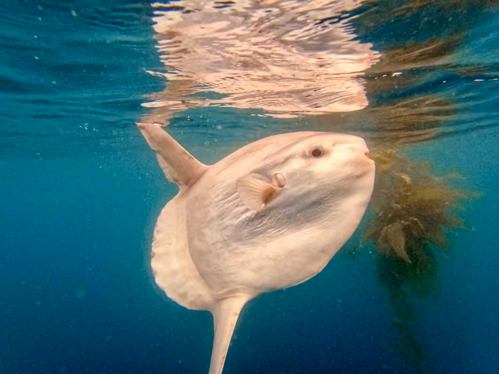 Common Mola, photo 3 of 5