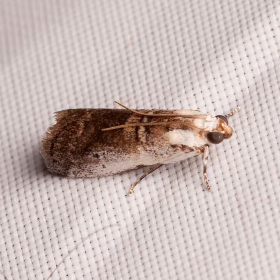 Kearfott's Acrobasis Moth, Adult