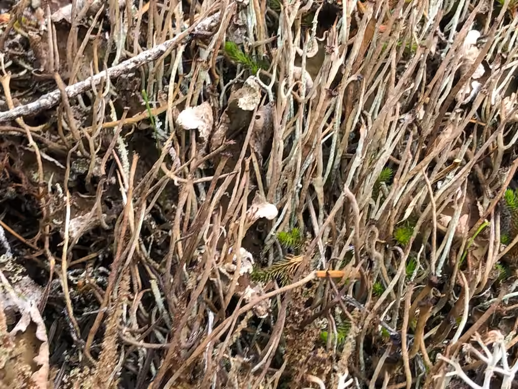 Alpine Cladonia, photo 3 of 5