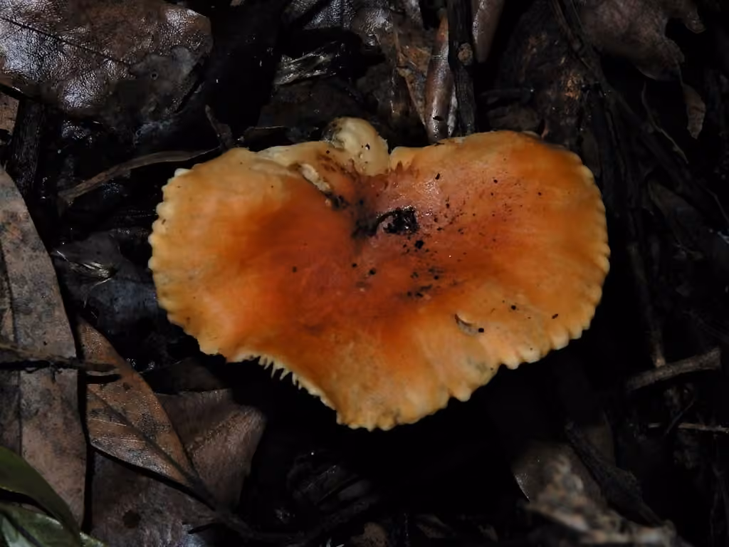 Meadow Waxcap, photo 2 of 5