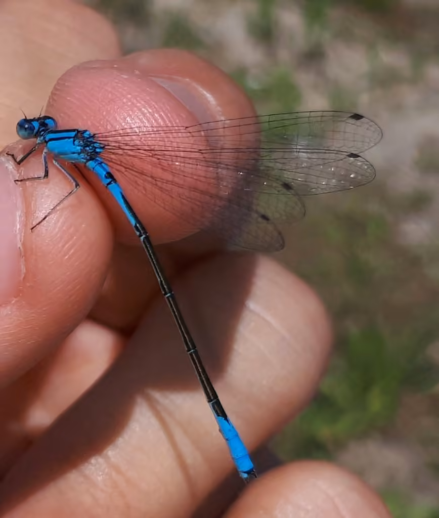 Agrion Saupoudré, Mâle