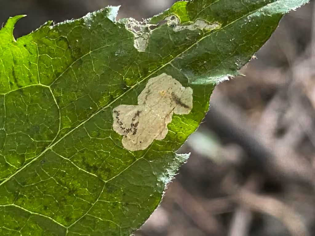 Narrow Bucculatrix, Caterpillar