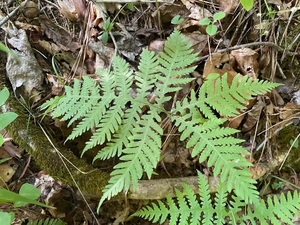 Phégoptère à hexagones