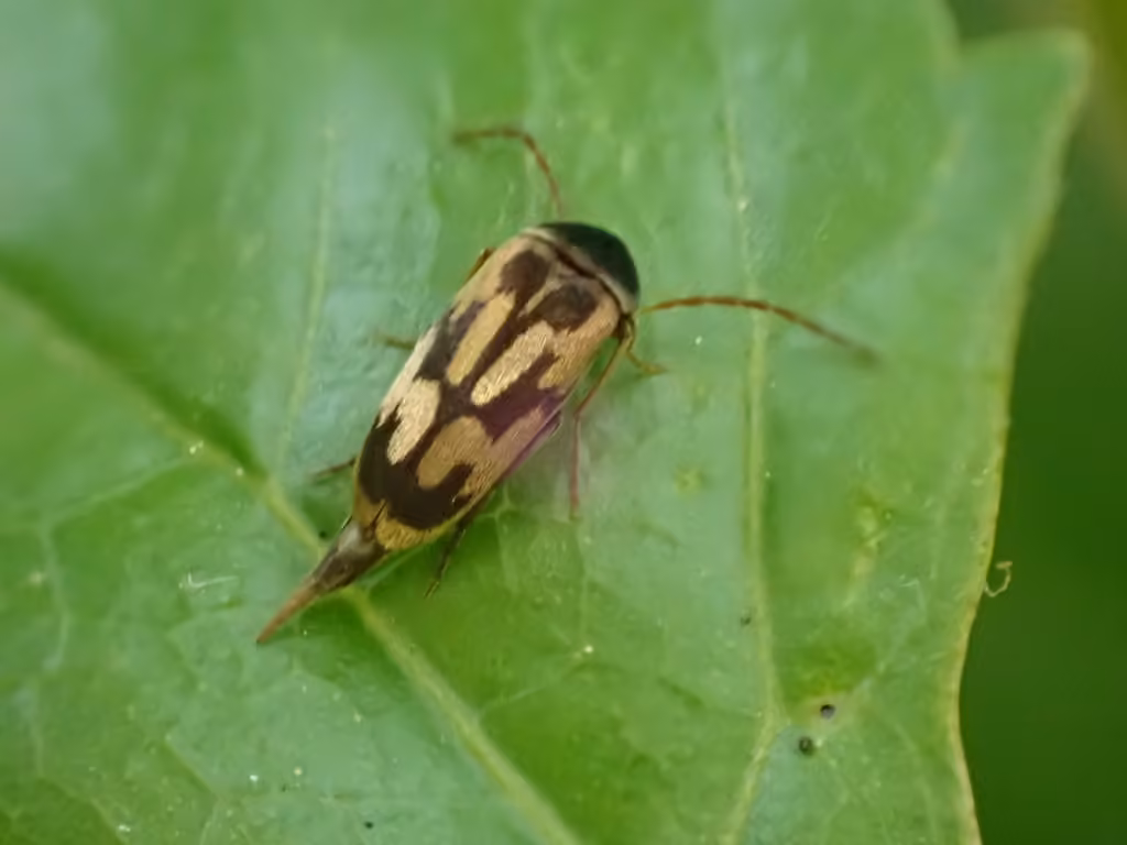 Mordelle élégante, photo 3 sur 5