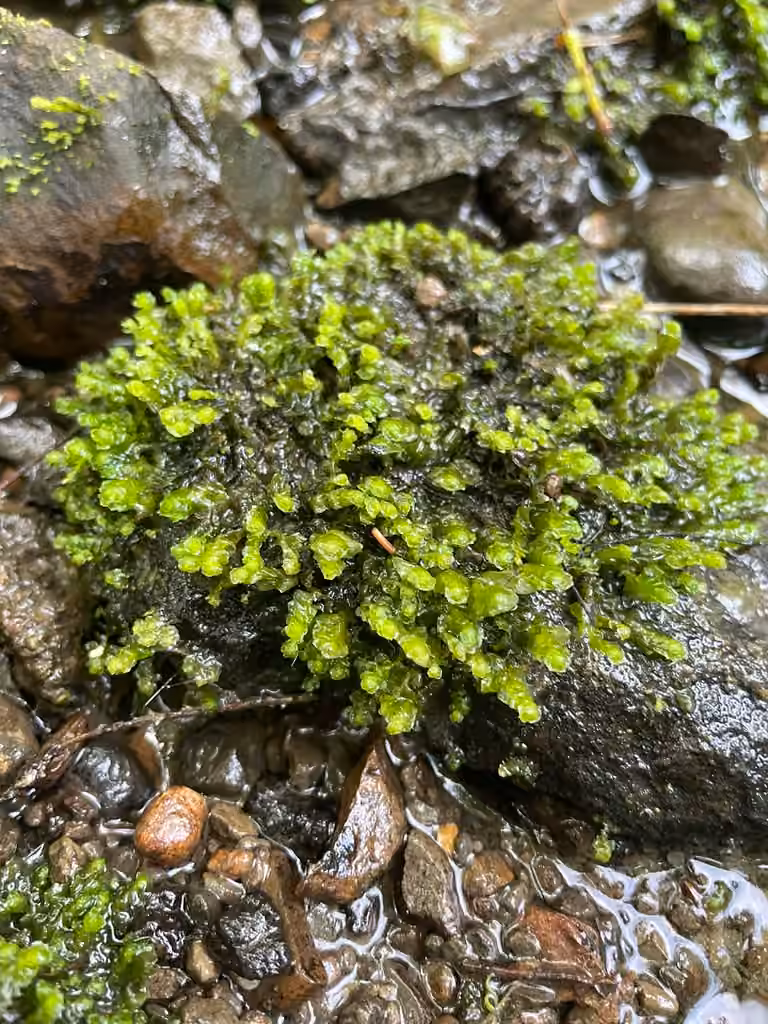 Water Earwort, photo 3 of 5