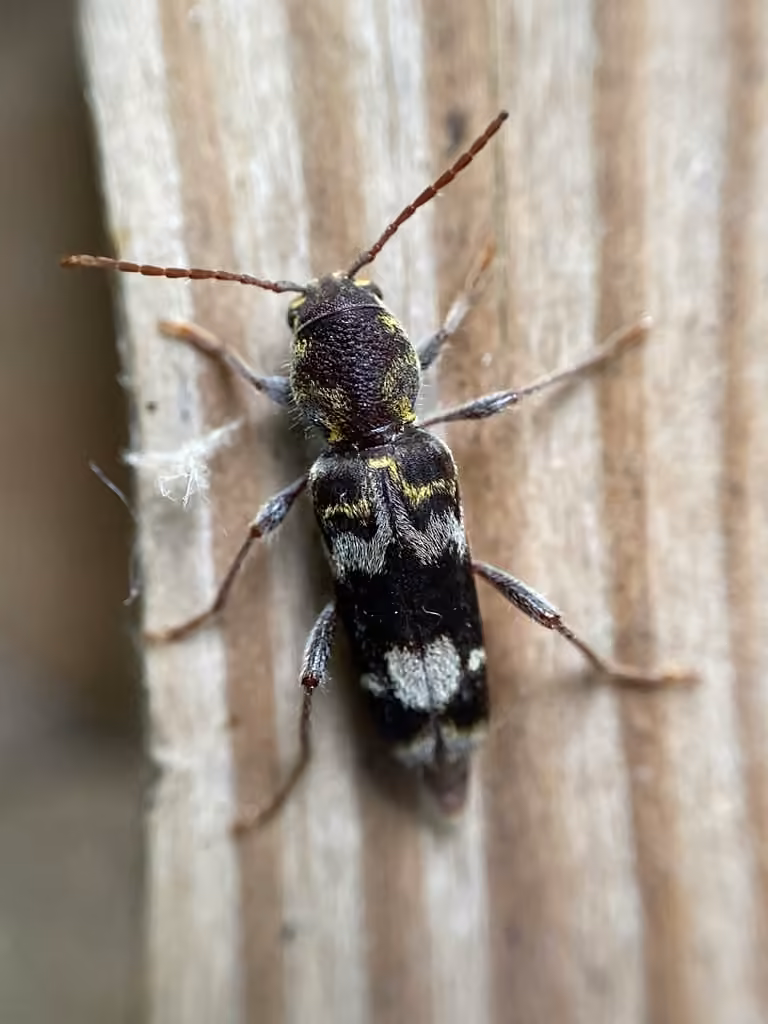 Rustic Borer, photo 2 of 5