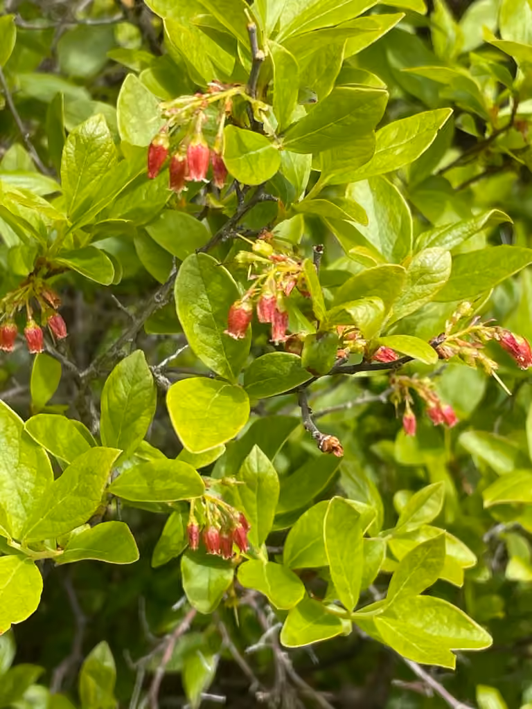 Gaylussaquier à fruits bacciformes, En fleurs