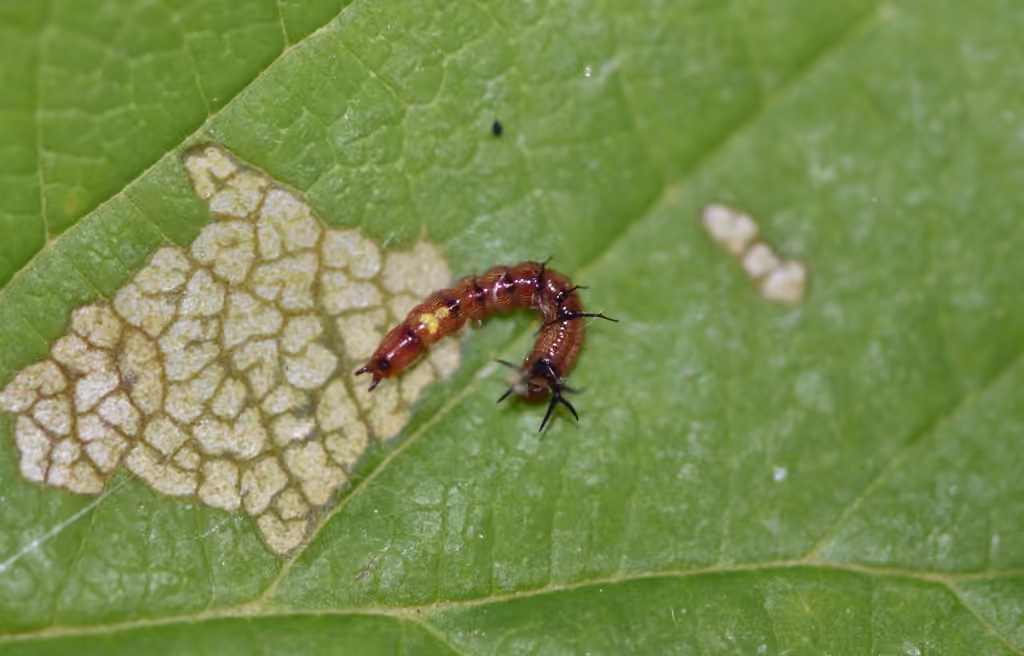 Wavy-lined Heterocampa Moth, Caterpillar