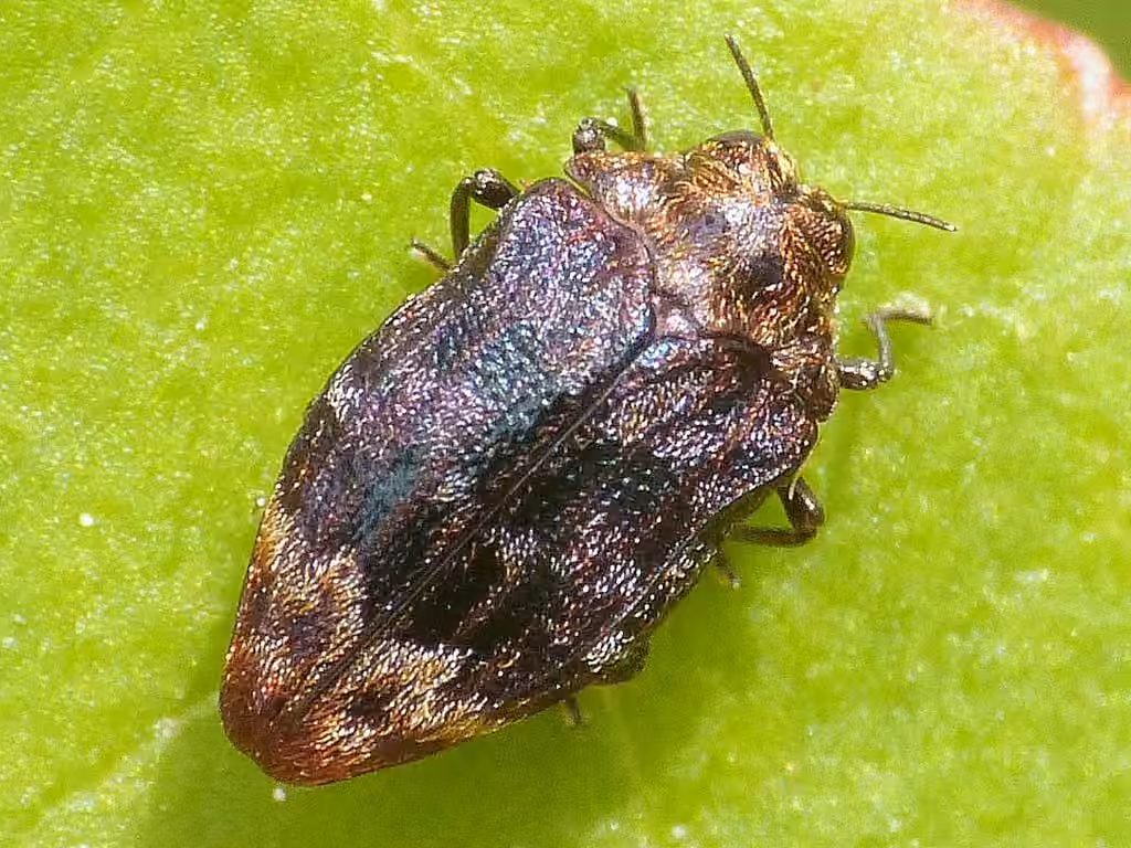 Bupreste du chêne rouge