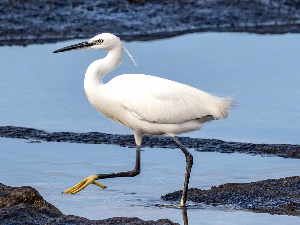 Aigrette garzette, photo 1 sur 5