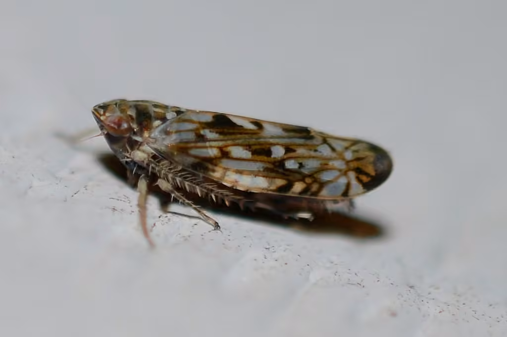 Scaphoideus carinatus, Adult