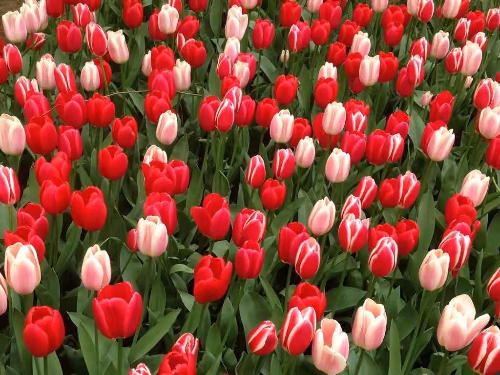 Didier's tulip, photo 1 of 5