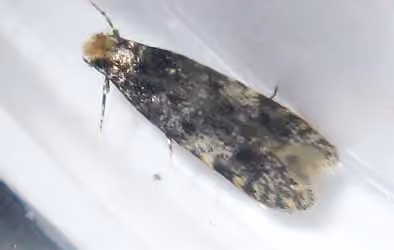 Homosetia marginimaculella, Adult