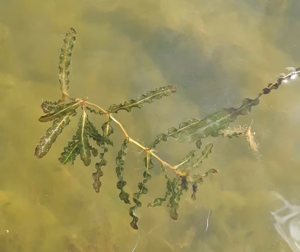 Curly pondweed, In fruit