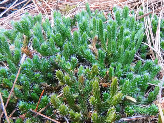 Ledge spikemoss, photo 3 of 5