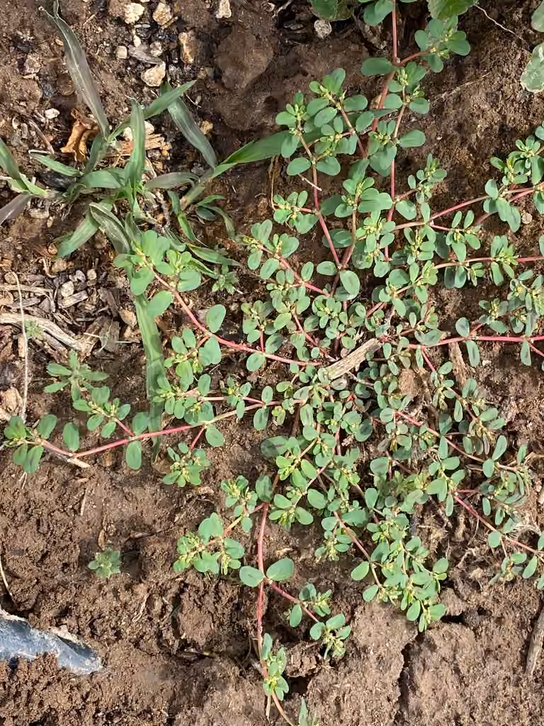 Euphorbe à feuilles de serpolet, En boutons
