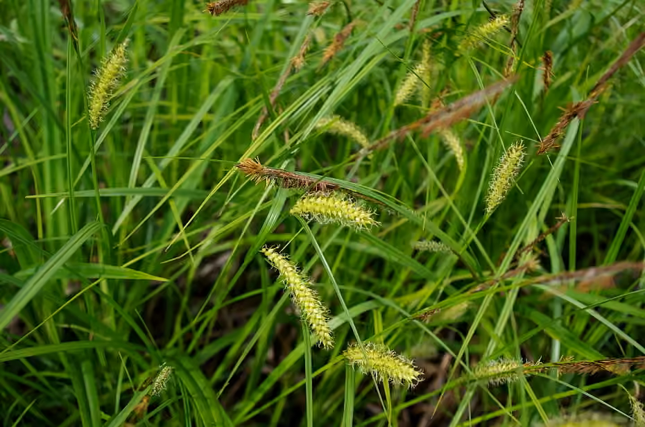 Carex vésiculeux, En fleurs