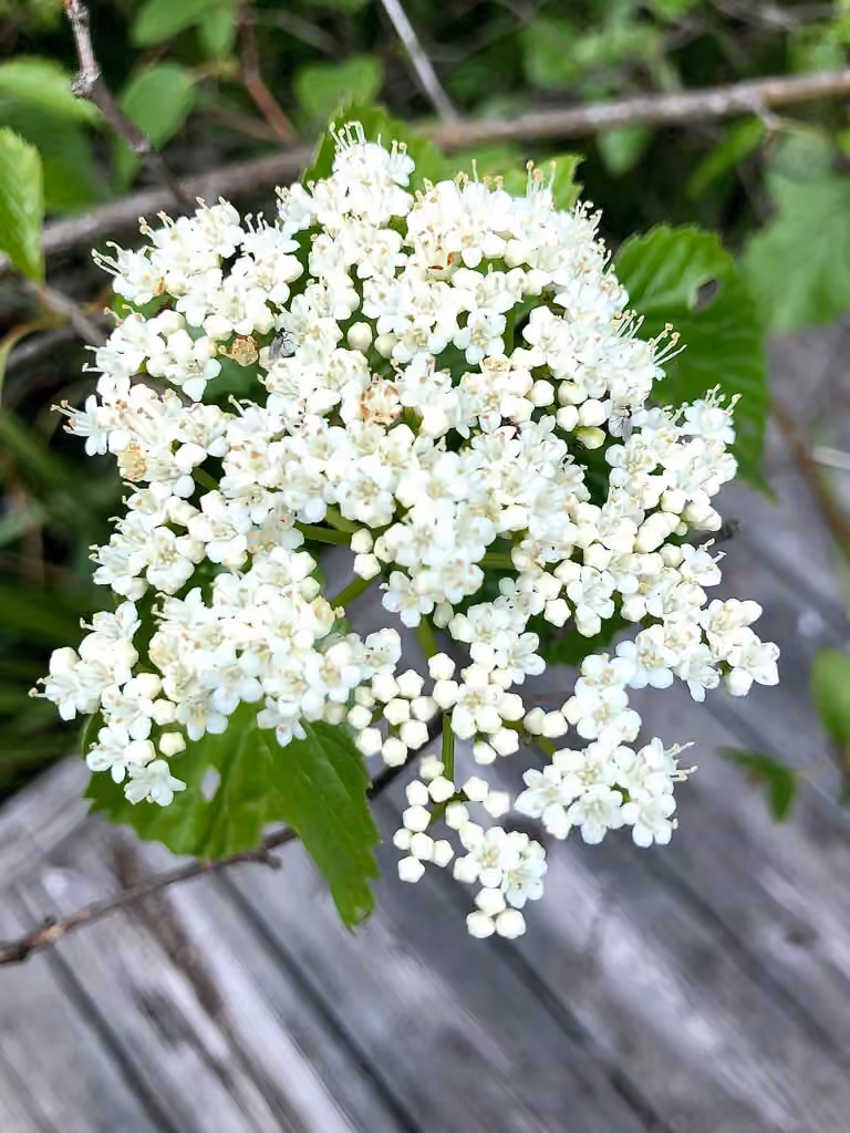 Viorne litigieuse, En fleurs