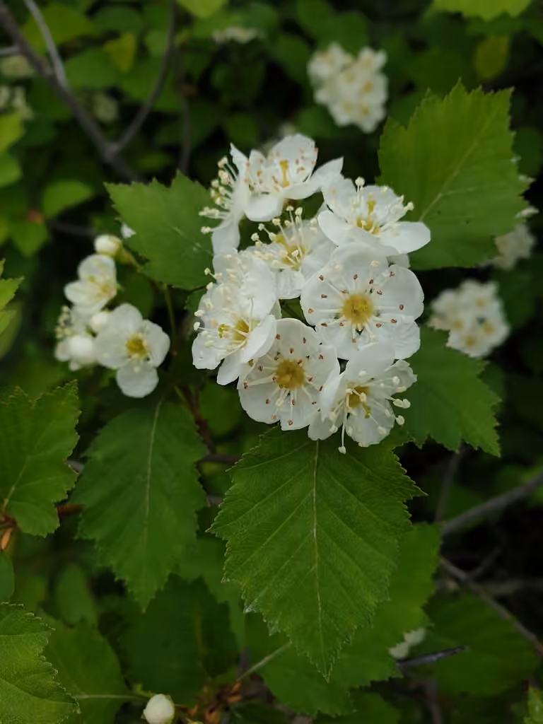 Blanchard's hawthorn, photo 1 of 5