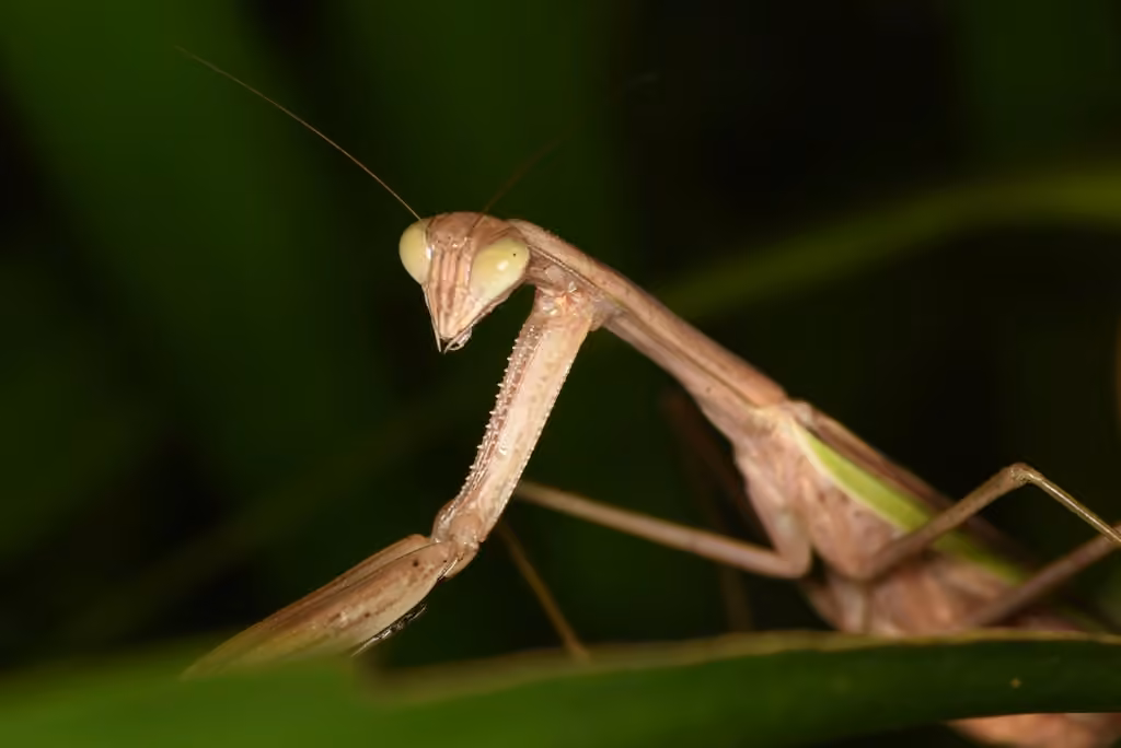 Chinese Mantid, photo 1 of 5