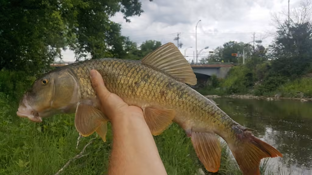 Greater Redhorse, photo 3 of 5