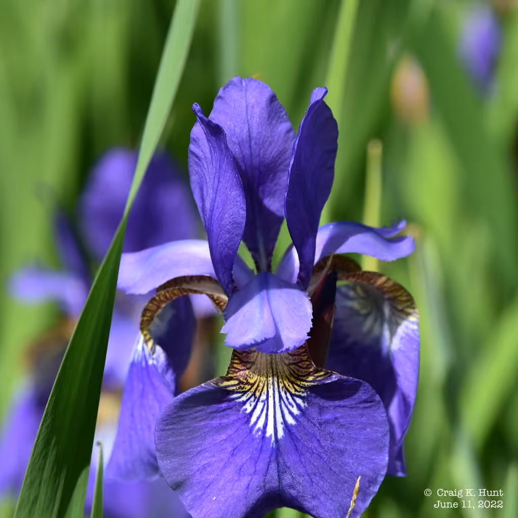 Blood iris, In flower