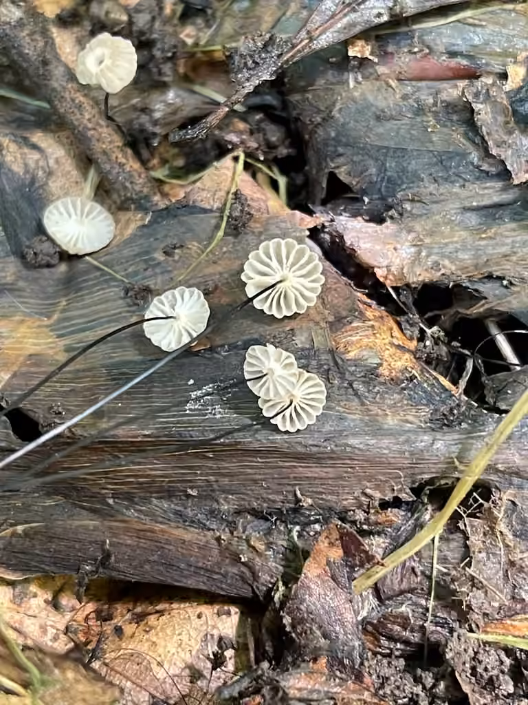Marasmius capillaris, photo 2 sur 5