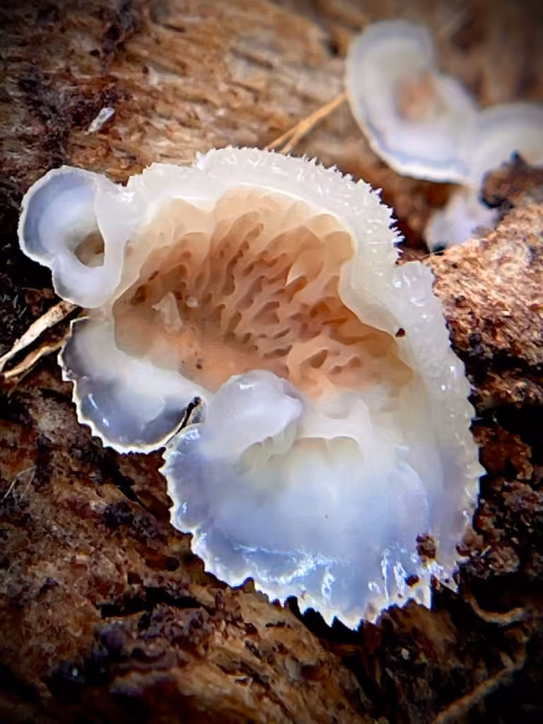 Jelly Rot, photo 2 of 5