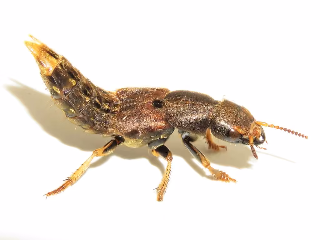 Staphylin maculé