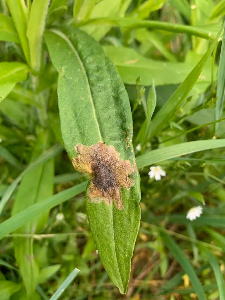 Yellow-lined tortoise beetle, Leaf mine