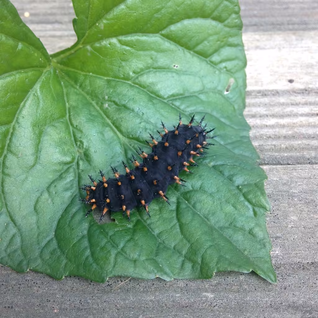 Great Spangled Fritillary, Caterpillar