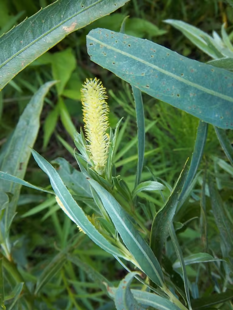 Sandbar willow, In flower