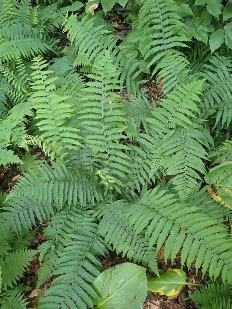 Athyrie fausse-thélyptère, photo 2 sur 5