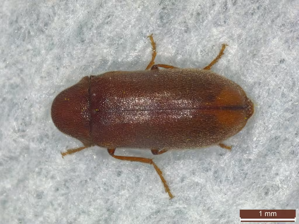Pine bark anobiid beetle, photo 1 of 5