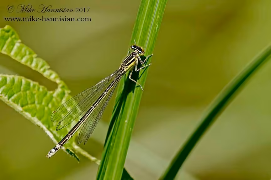 Rainbow Bluet, Female