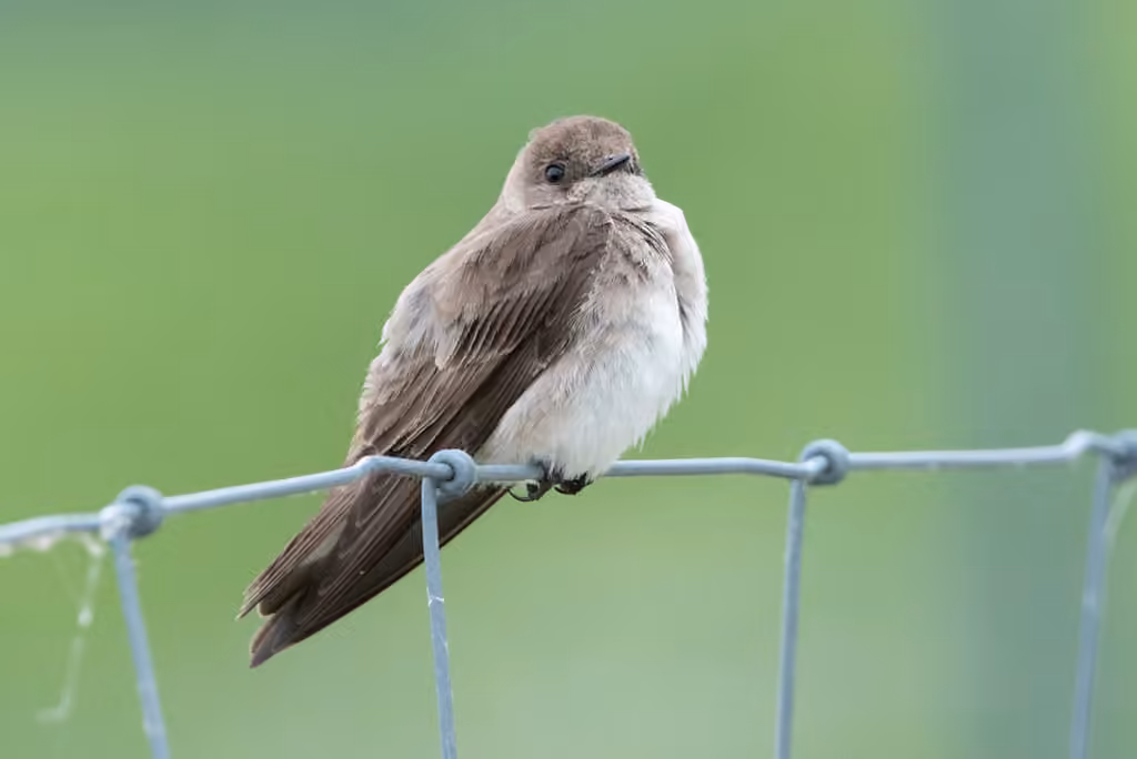 Hirondelle à ailes hérissées, photo 1 sur 5