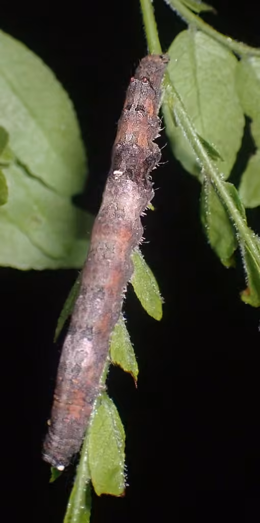 Little Underwing, photo 3 of 5