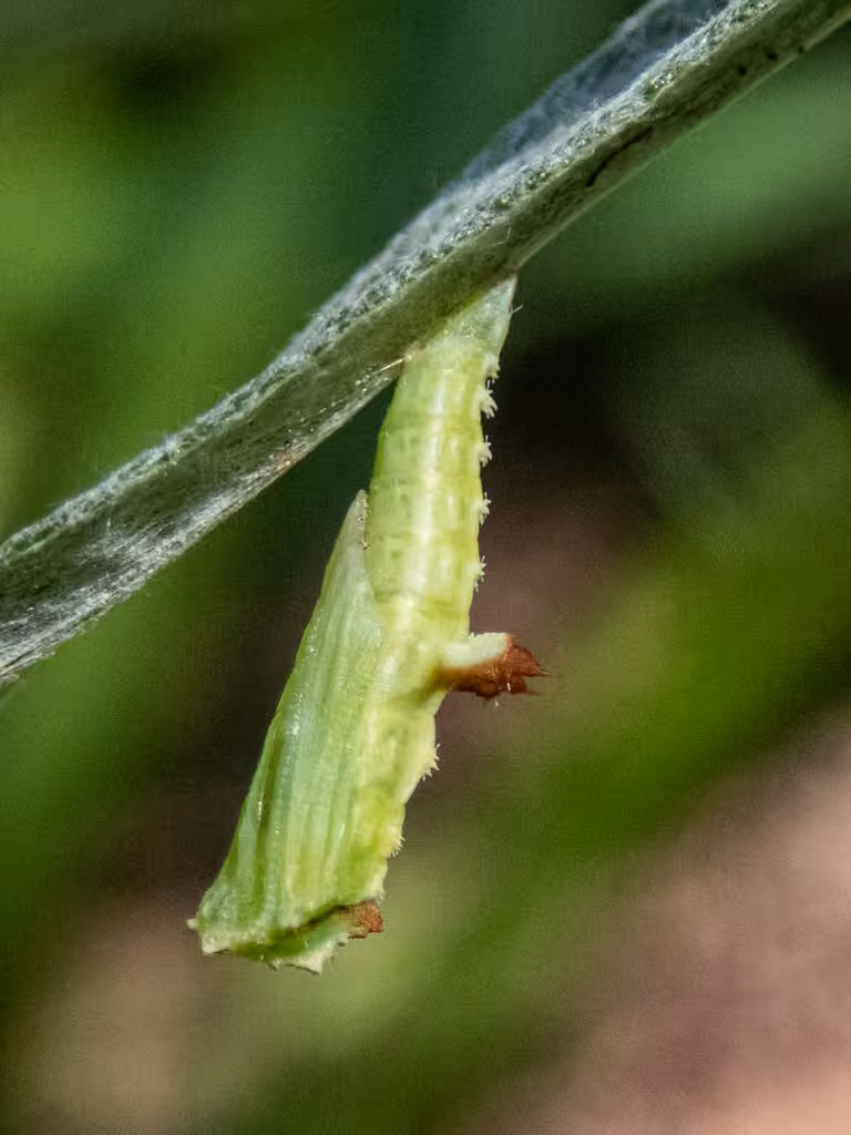 Grape Plume Moth, Pupe