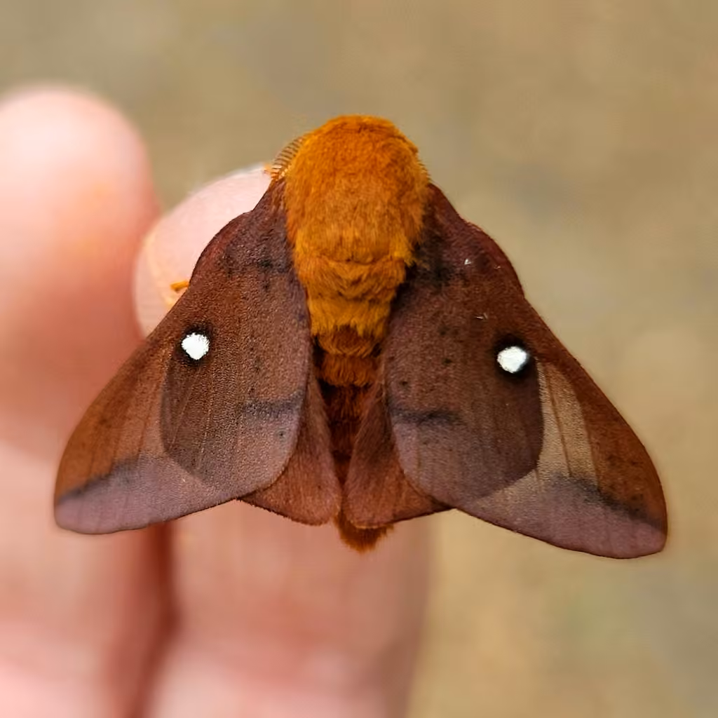 Pink-striped Oakworm Moth, Male