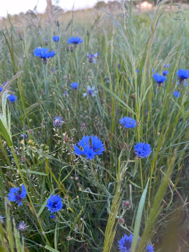 Garden cornflower, In flower